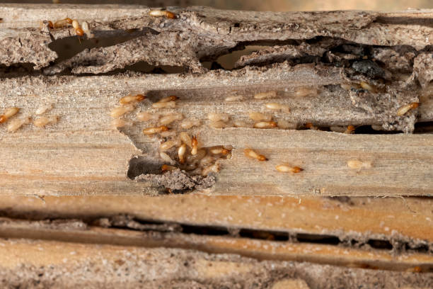 Reliable Elberta, AL Pest Control Solutions